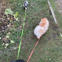 Dogs